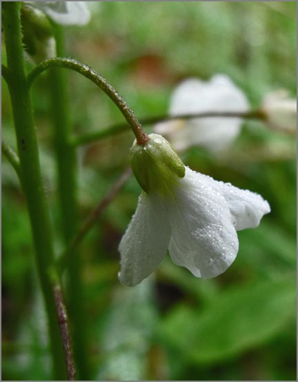 sm 83 Milk Maids.jpg - Milk Maids (Cardamine californica): There were hundreds of these natives all over upper the hills of thepark.